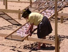 Fish drying in Nazare